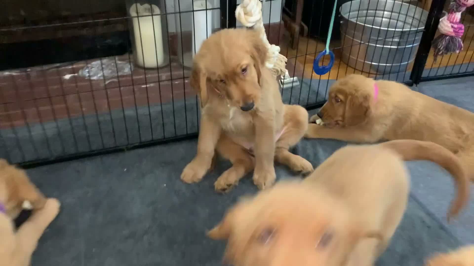 Golden Retriever dogs for sale: Orange CKC/DNA HLTH Tested - Video 1