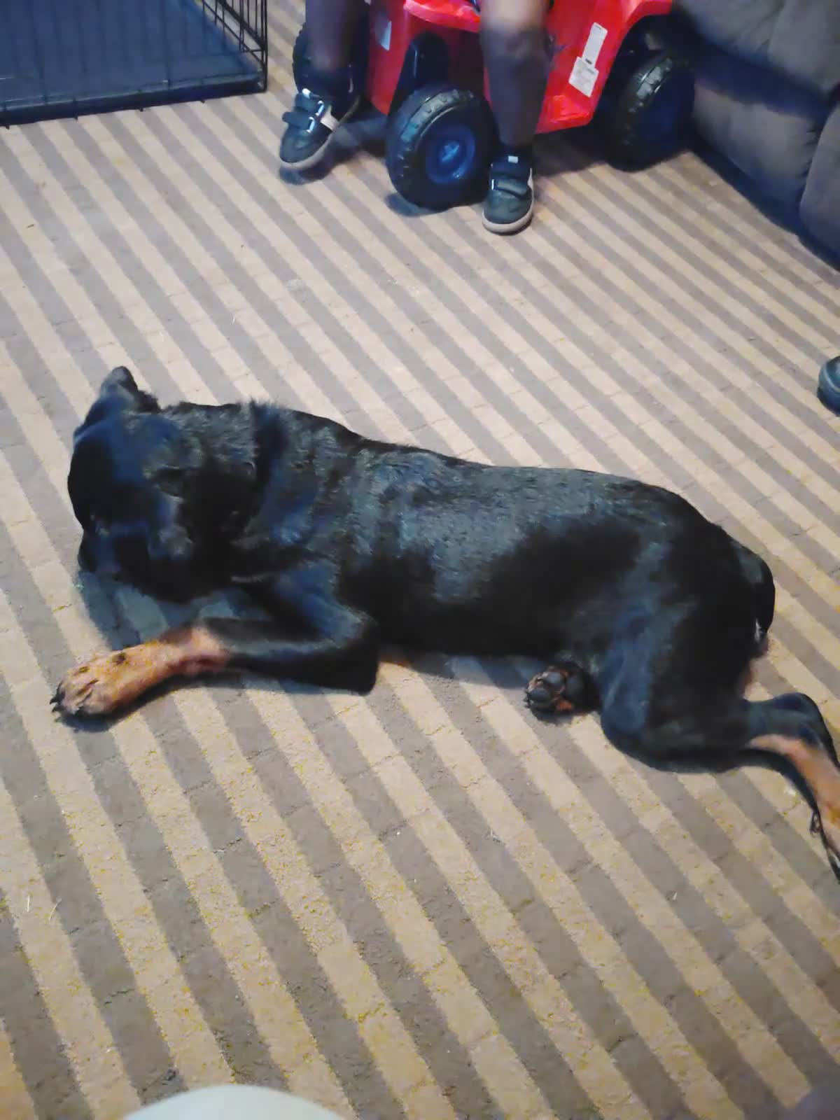 Rottweiler dogs for sale: Melina  - Video 2
