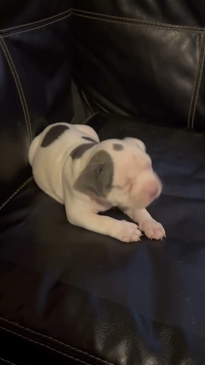 American Bully dogs for sale: Spotty - Video 1