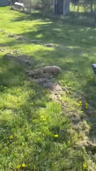 Golden Retriever dogs for sale: Ollie - Video 1
