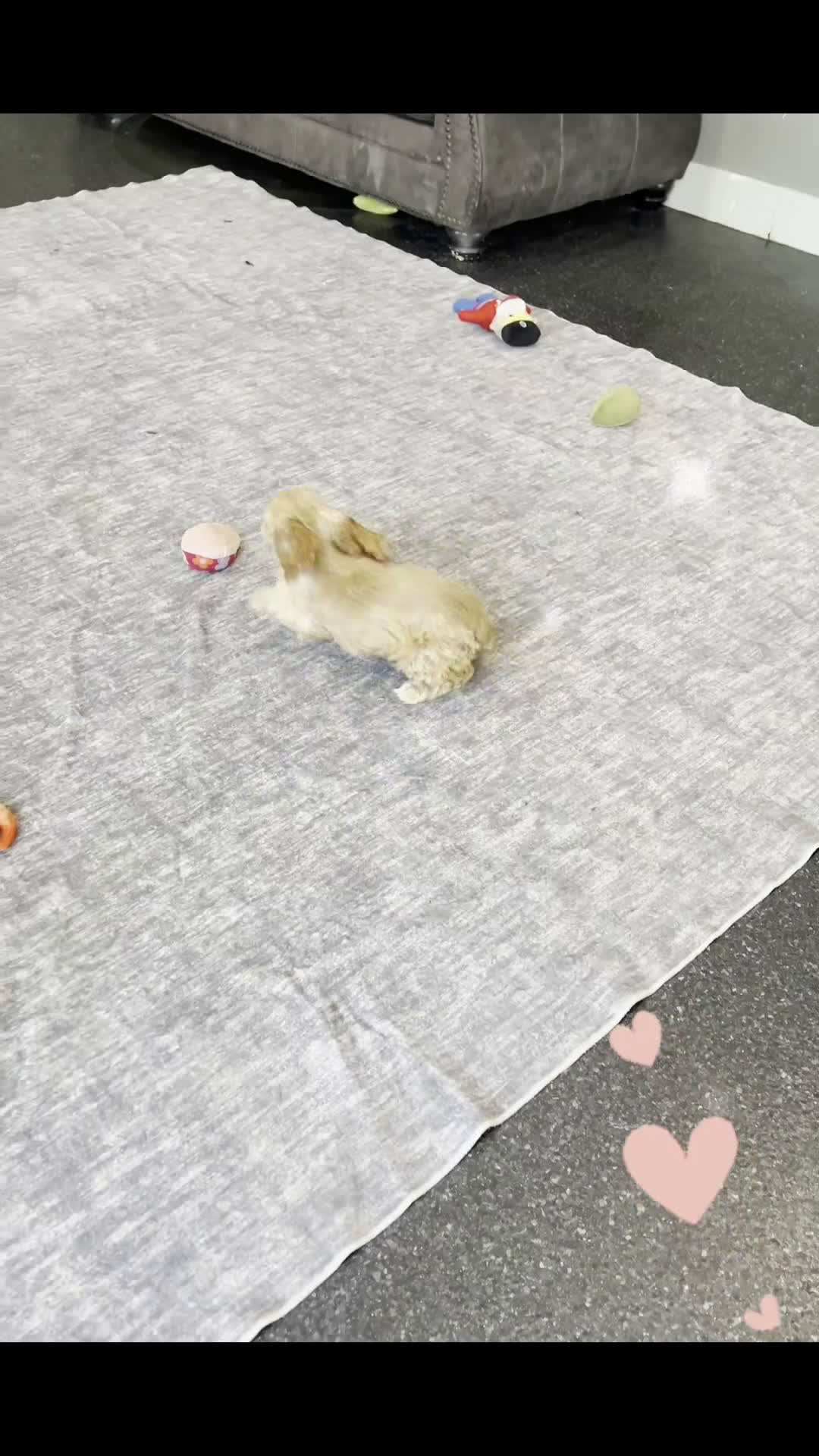 Cocker Spaniel dogs for sale: Nelson - Video 1