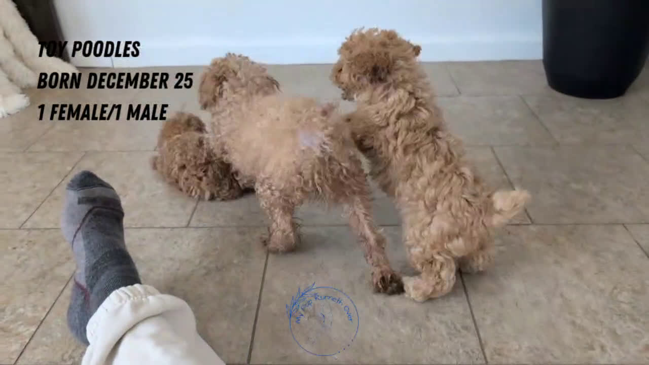 Toy Poodle dogs for sale: Chloe - Video 3