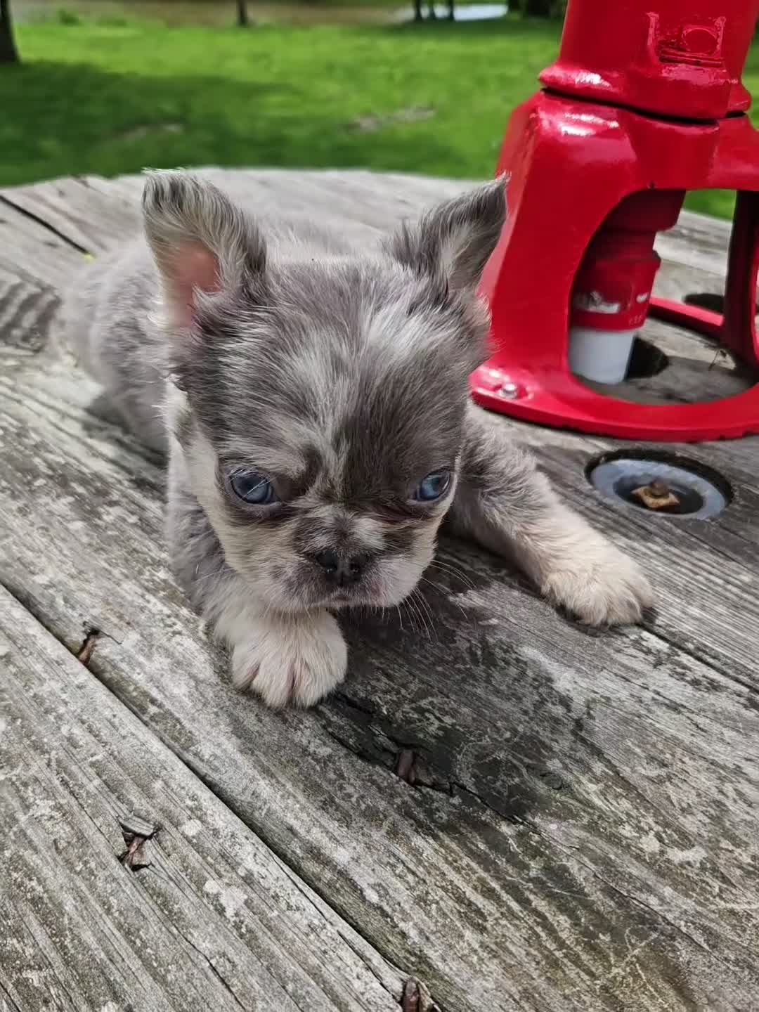 French Bulldog dogs for sale: French Bulldog Puppy 4 - Video 2