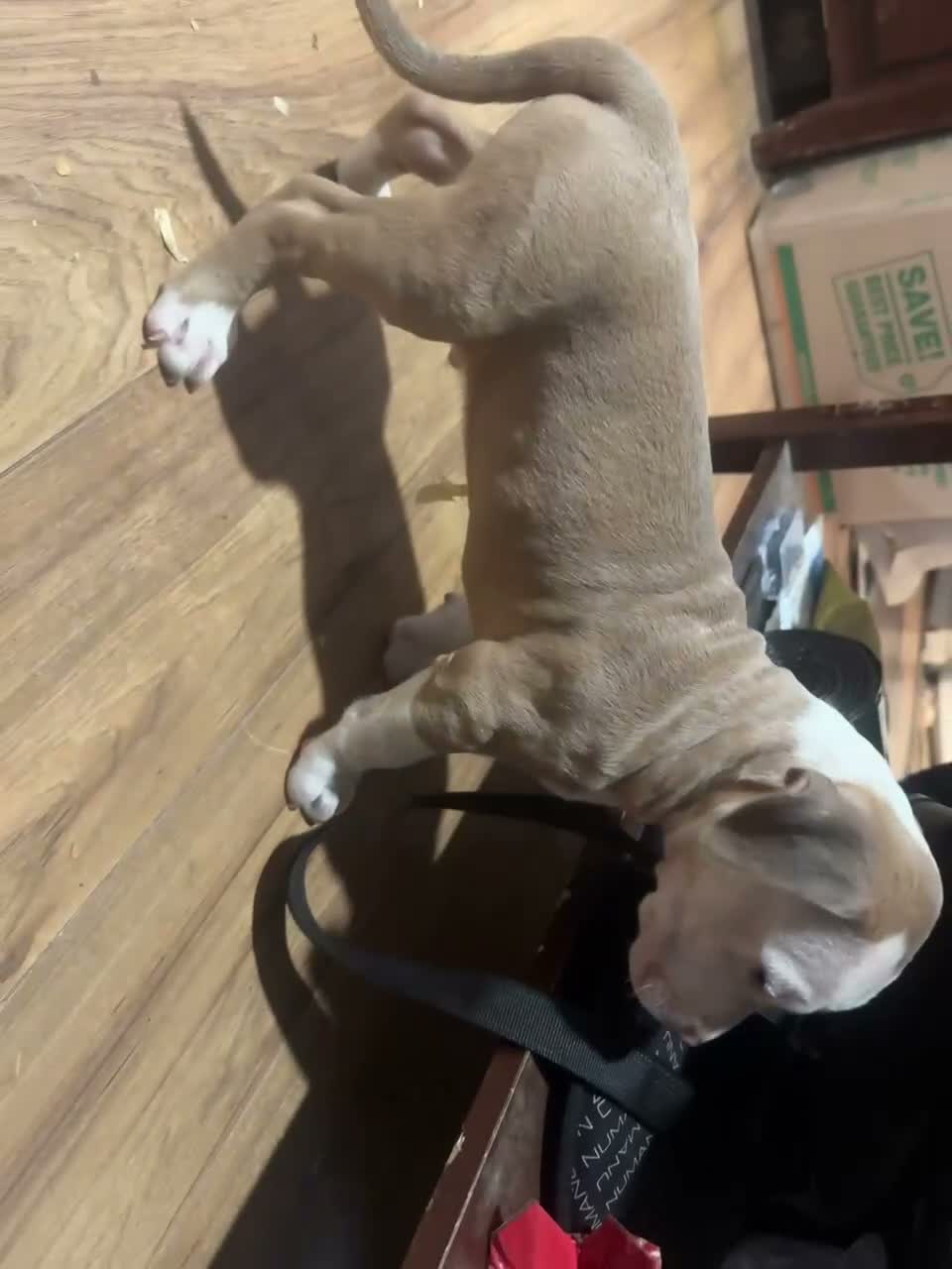 American Bully dogs for sale: American Bully 1 - Video 1