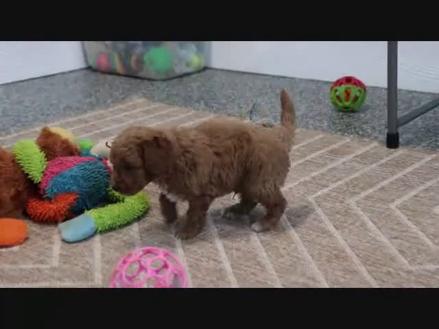 Mini Goldendoodle dogs for sale: Zachary - Video 2