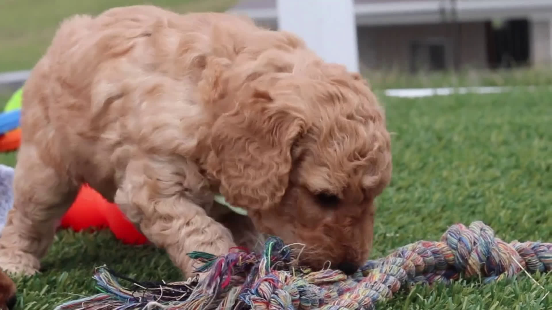 Mini Goldendoodle dogs for sale: Tigger - Video 7