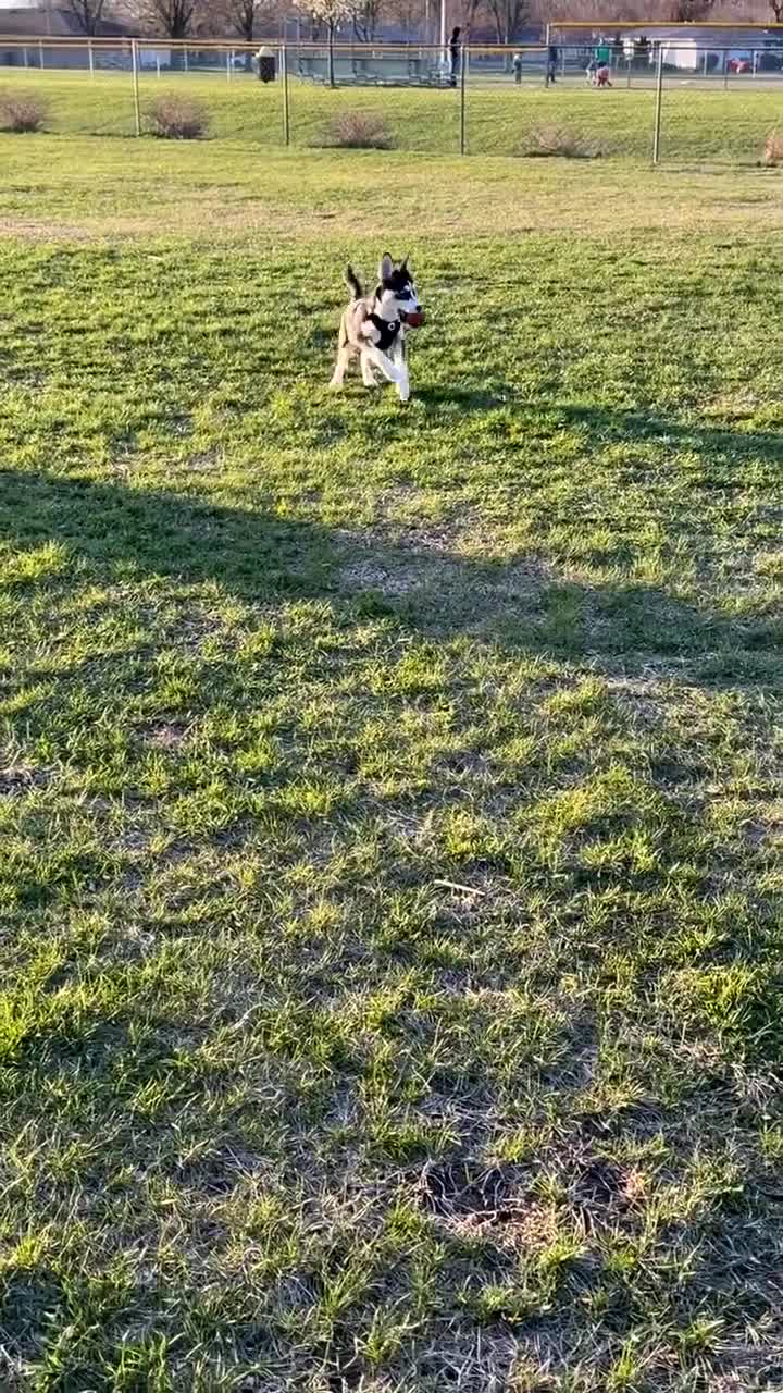 Mixed Breed dogs for sale: Archie  - Video 1