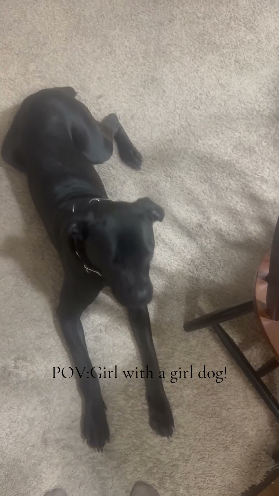 Cane Corso dogs for sale: Bella Amour - Video 2