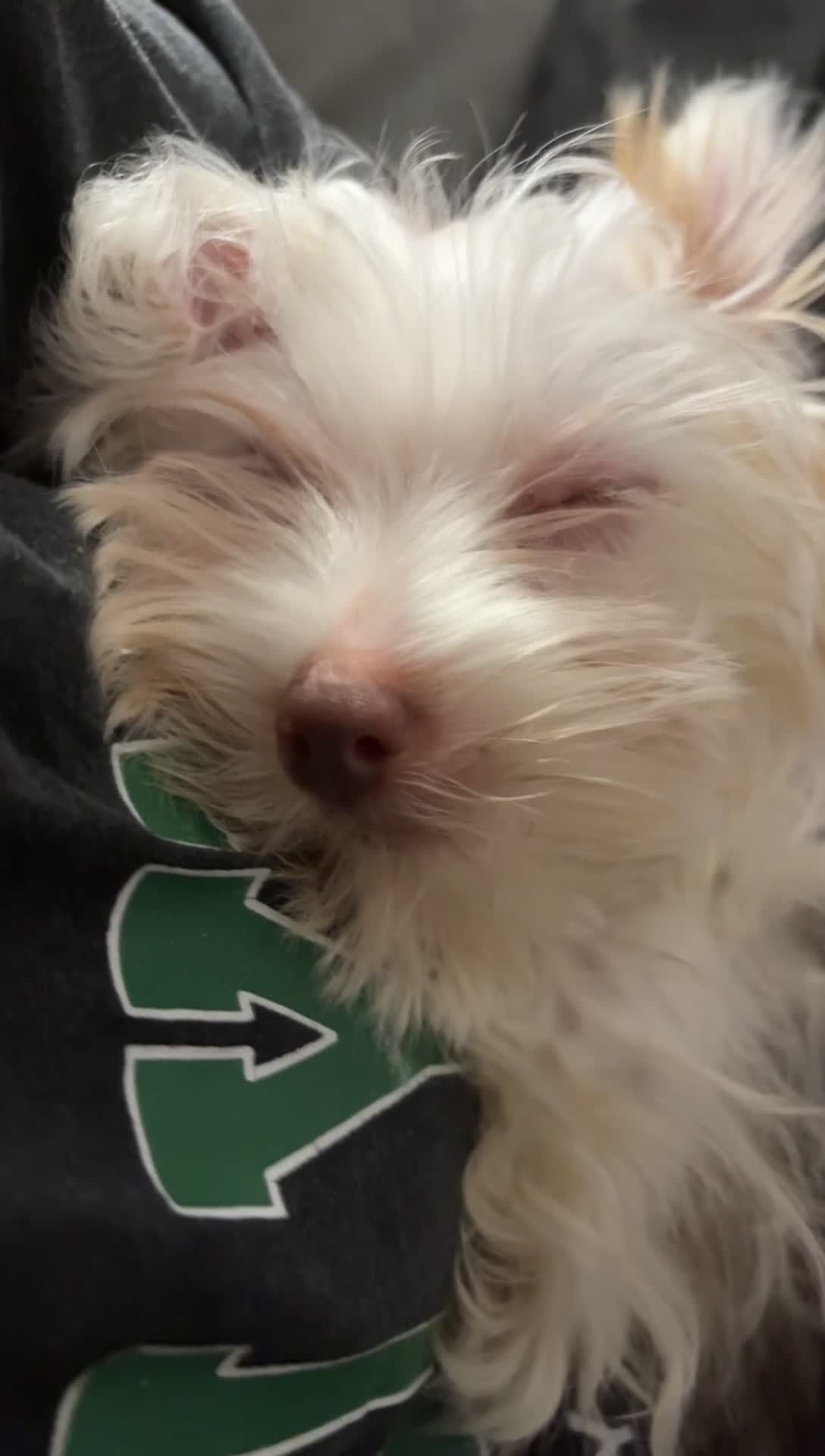 Yorkshire Terrier dogs for sale: Yorkshire Terrier 1 - Video 1