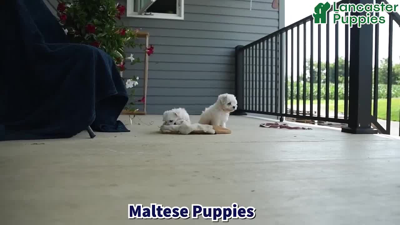 Maltese dogs for sale: Lily - Video 1