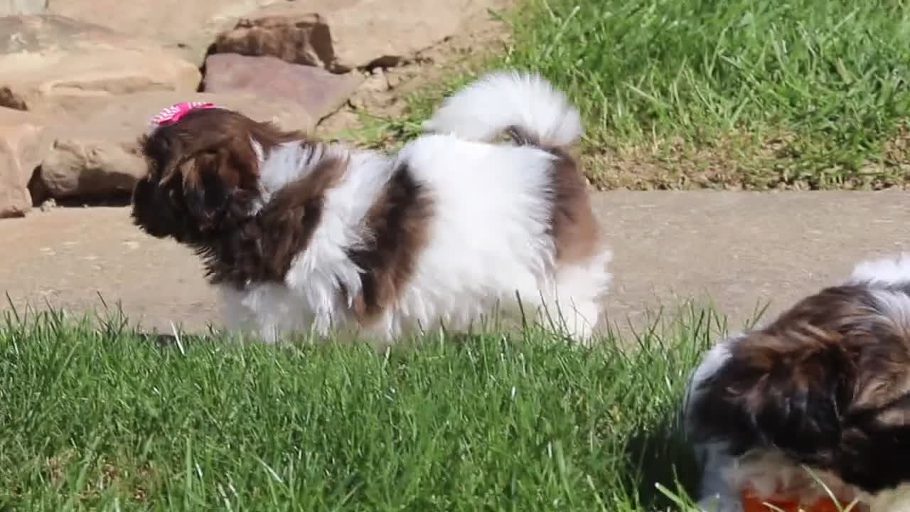 Shih Tzu dogs for sale: Lucy - Video 6