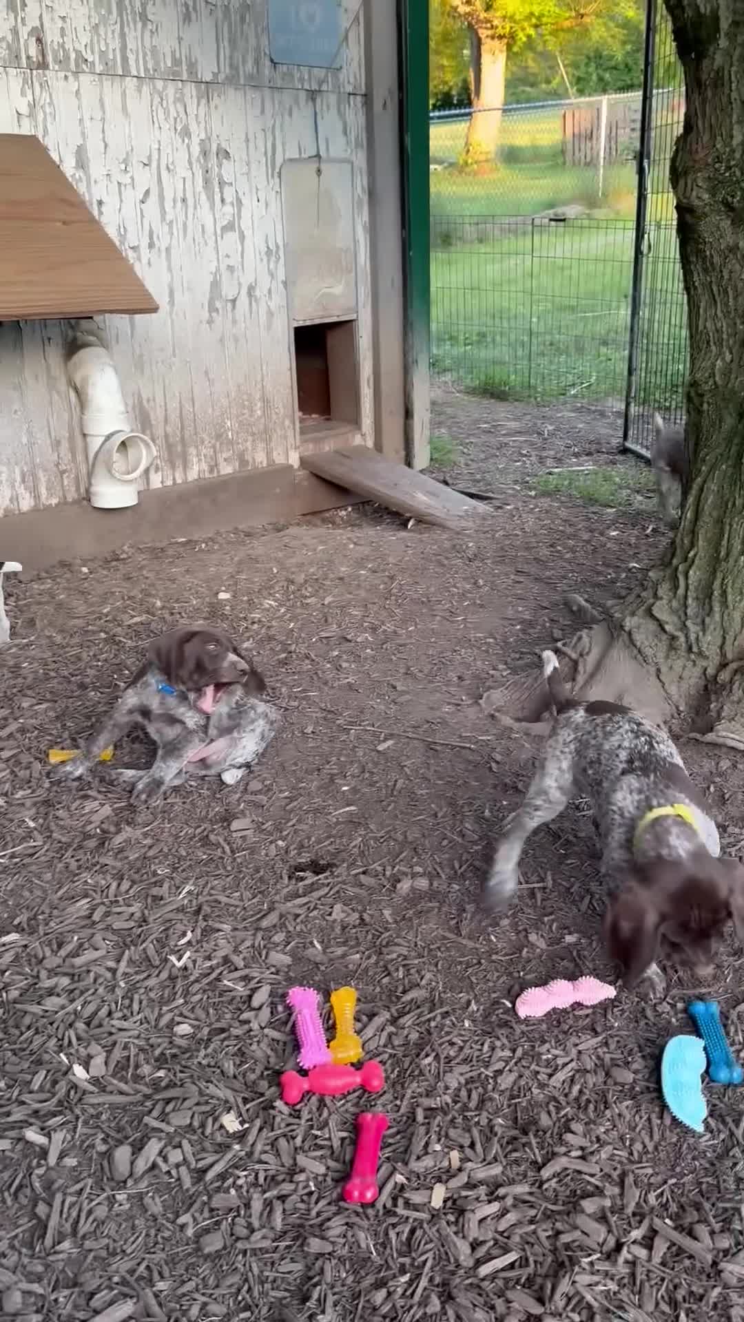 German Shorthaired Pointer dogs for sale: Purple Girl - Video 1