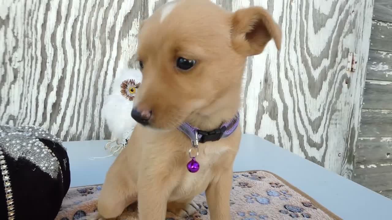 Jack Russell Terrier dogs for sale: Jack Russell Terrier 5 Bessie - Video 1