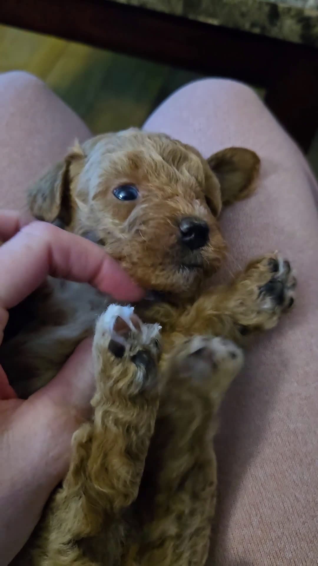 Miniature Poodle dogs for sale: Rudolph  - Video 1