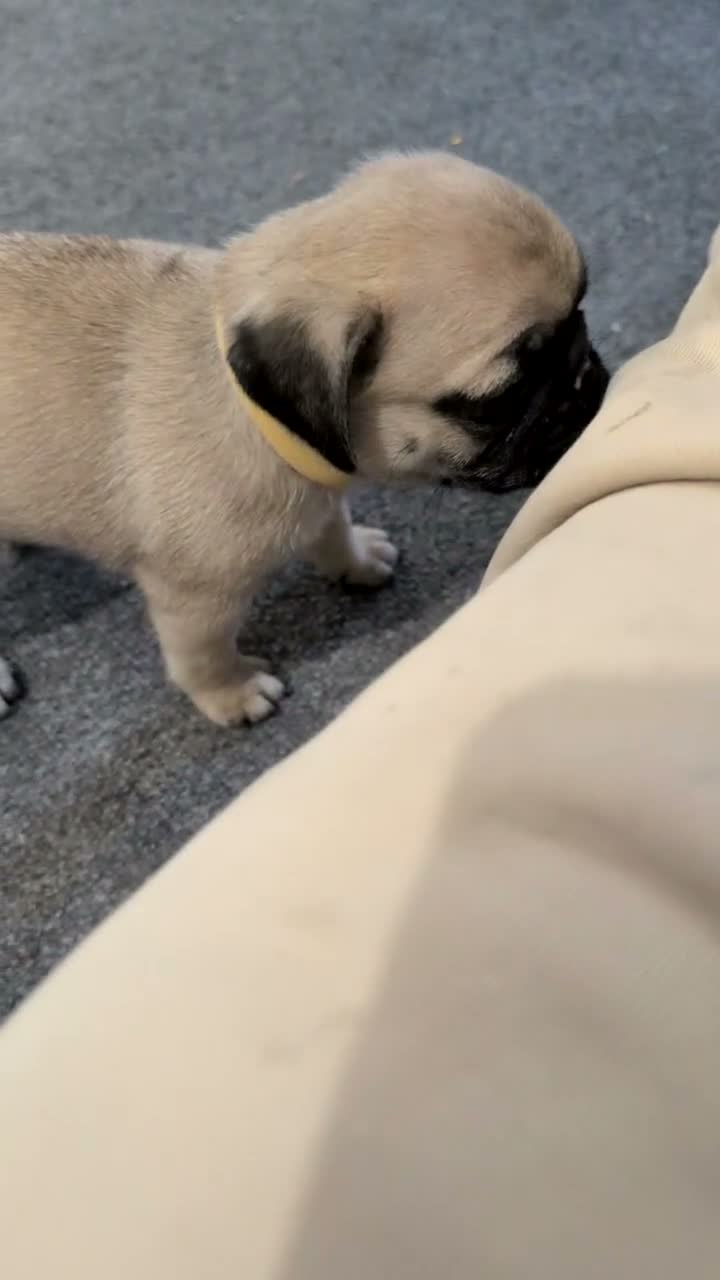 Pug dogs for sale: Niko - Video 1