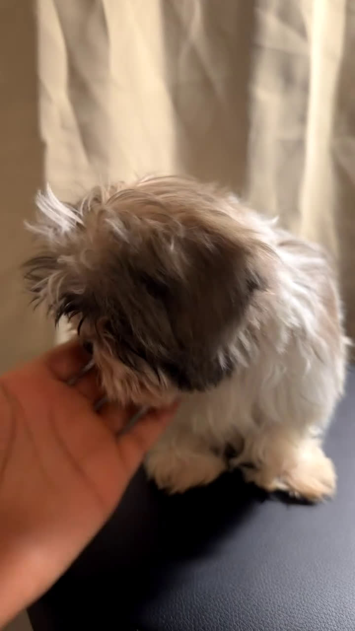 Shih Tzu dogs for sale: Shih Tzu Roscoe - Video 1