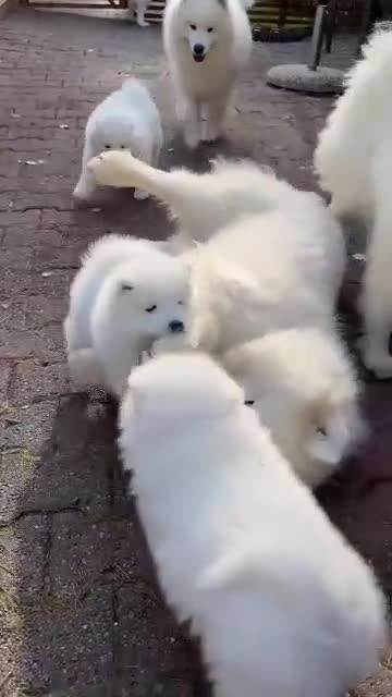 Samoyed dogs for sale: kiki - Video 1