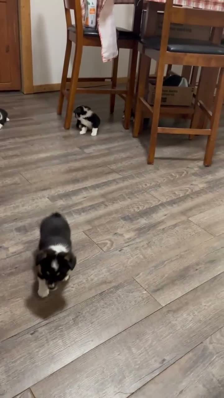 Welsh Corgi Pembroke dogs for sale:  1 - Video 1