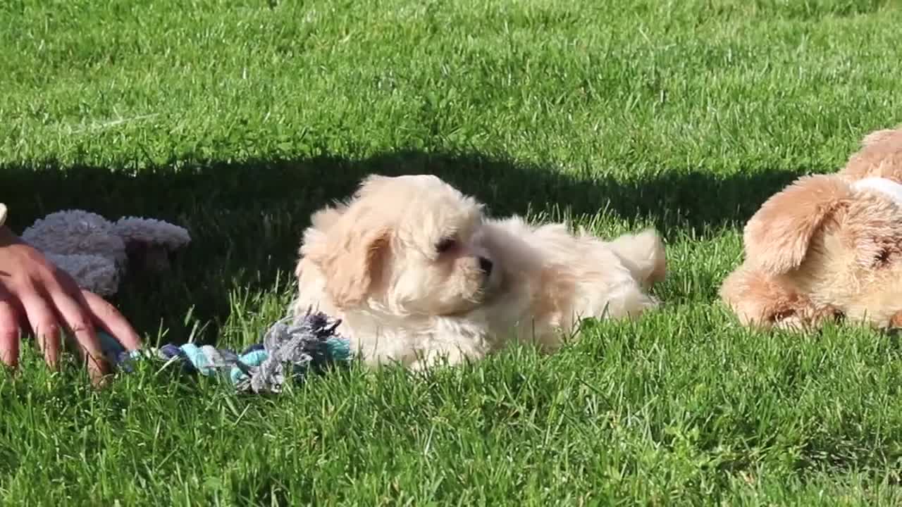 Shihpoo dogs for sale: Taylor - Video 3