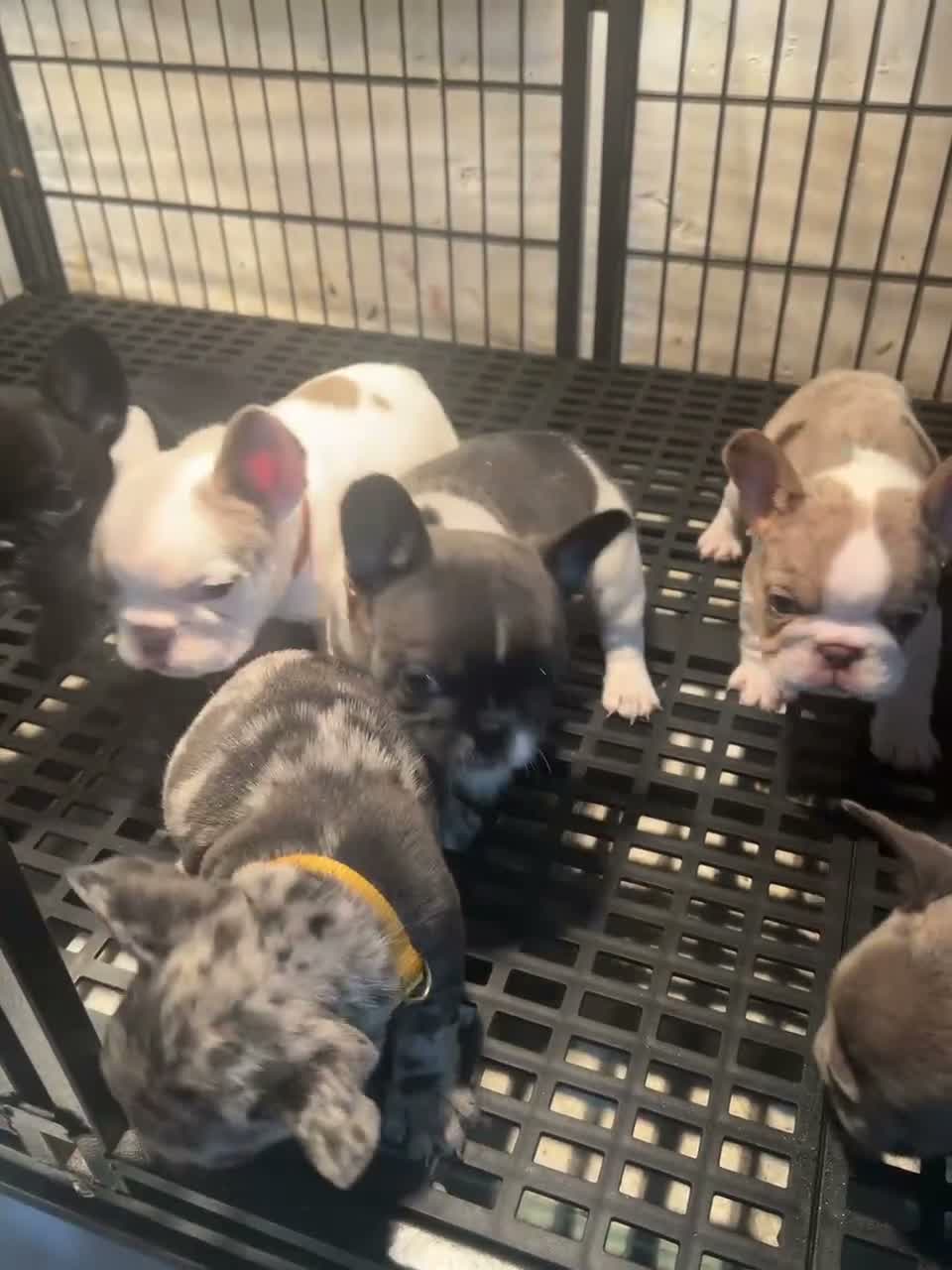 French Bulldog dogs for sale: French Bulldog - Brown/White Pied - Video 2