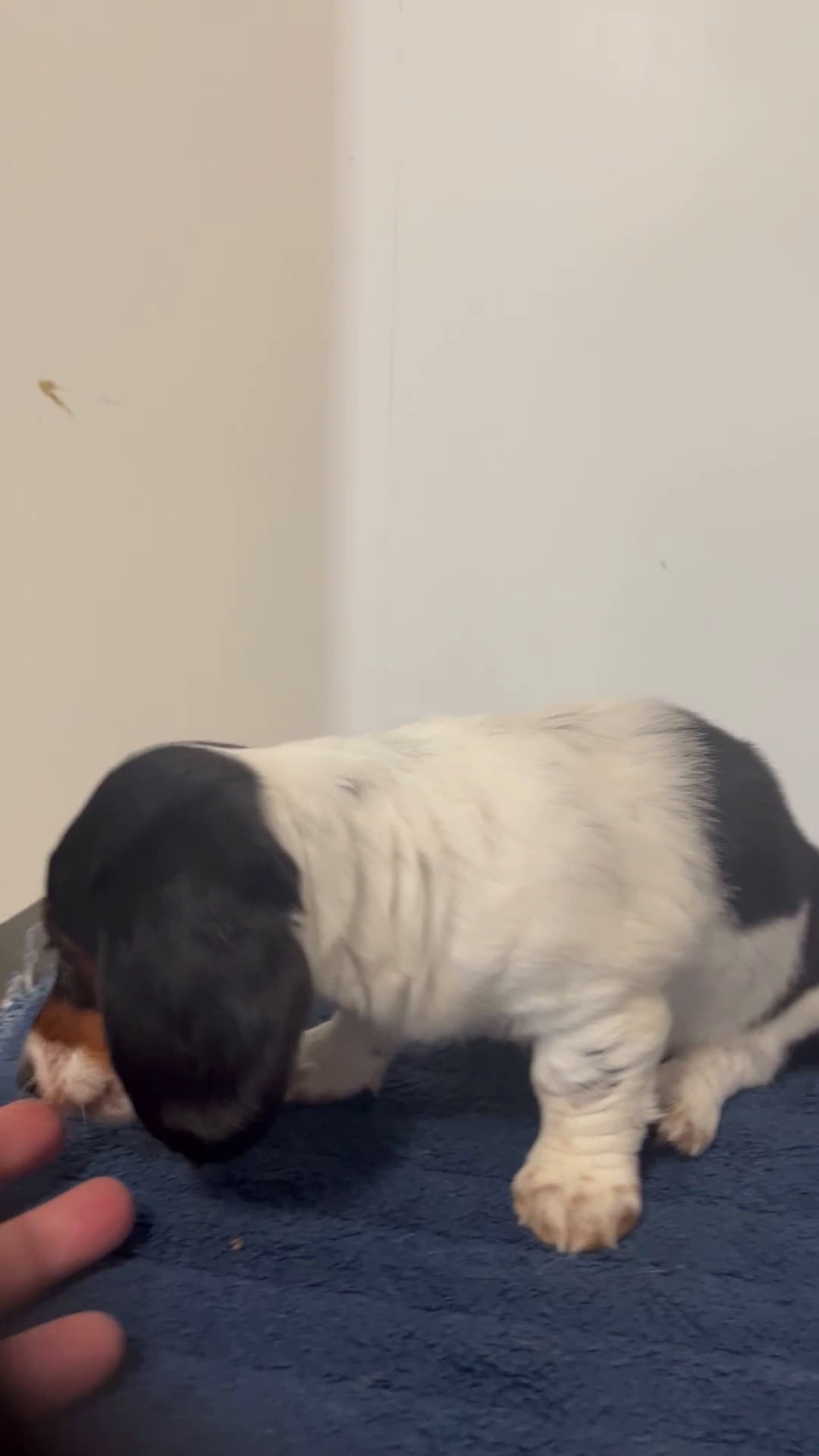 Miniature Dachshund dogs for sale: Ginny - Video 1