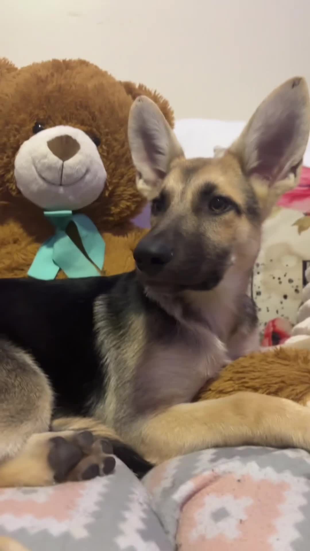 German Shepherd dogs for sale: Bonnie  - Video 2