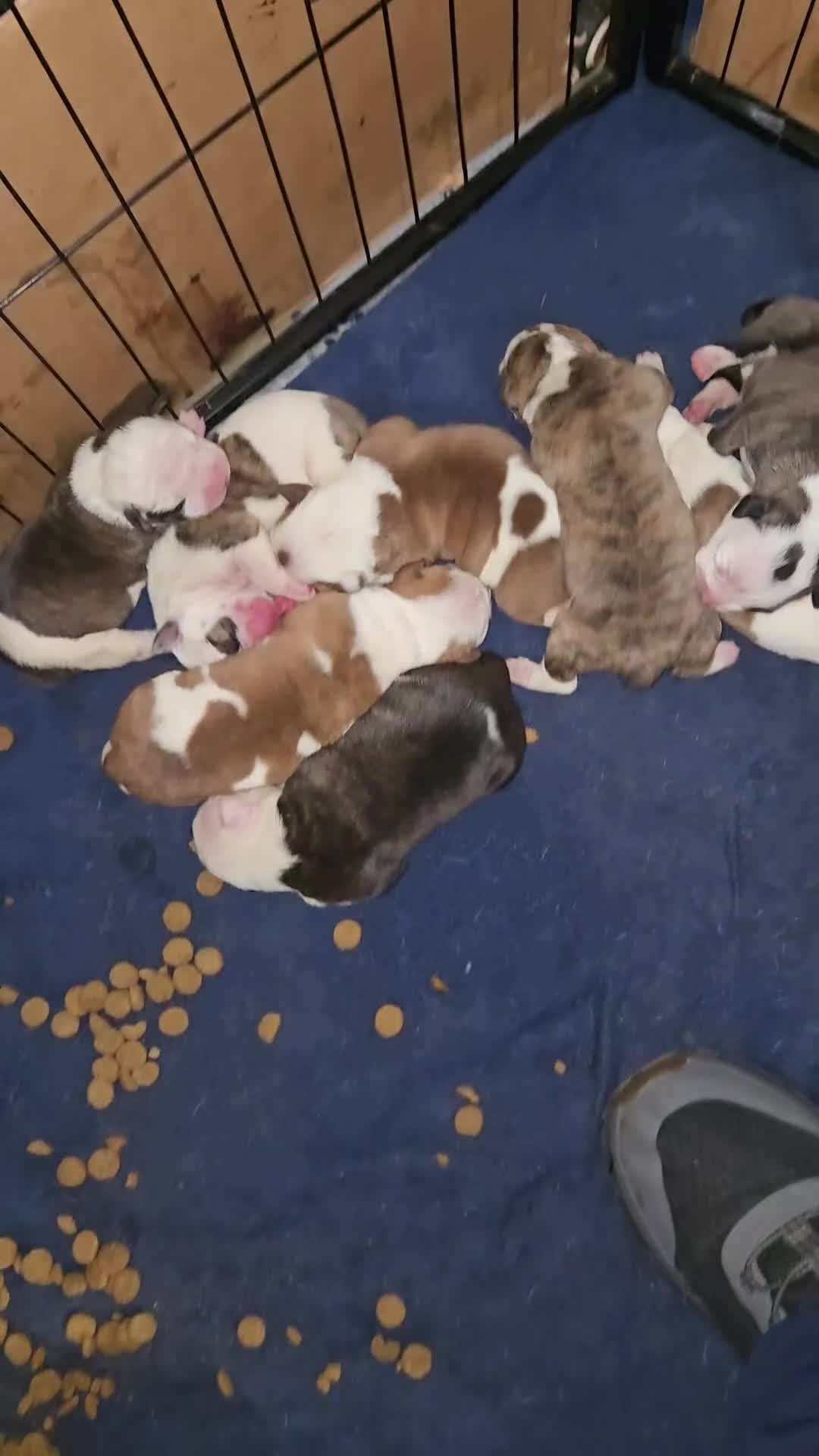 American Bulldog dogs for sale: American Bulldog 1 - Video 8