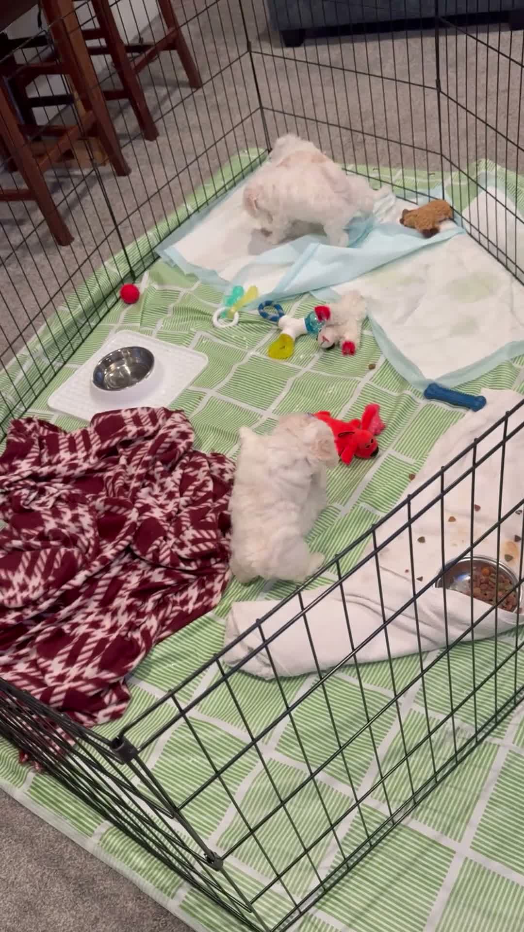 Bichon Frise dogs for sale: Baby boy 3 - Video 1