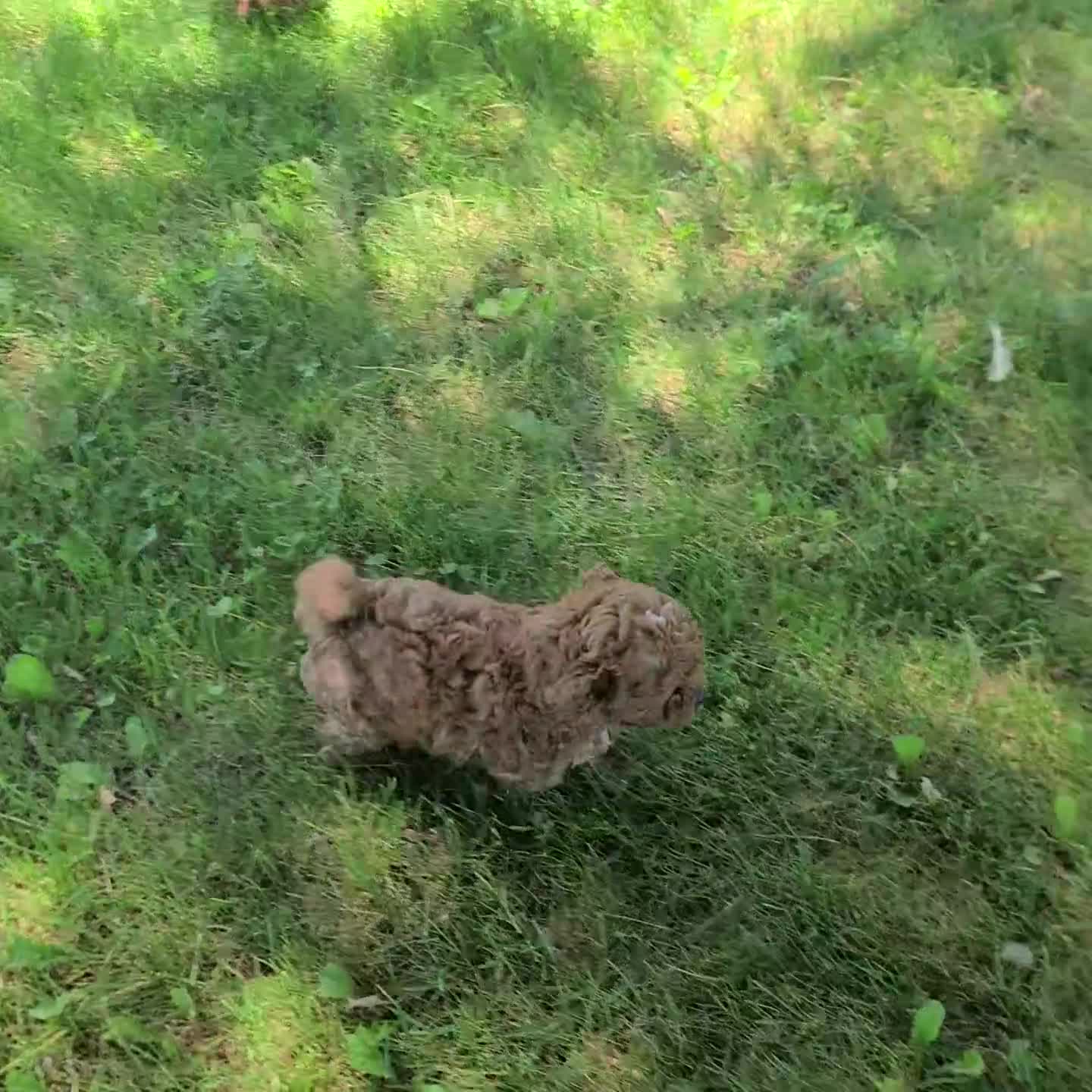 Cavapoo dogs for sale: Sally f1b - Video 1