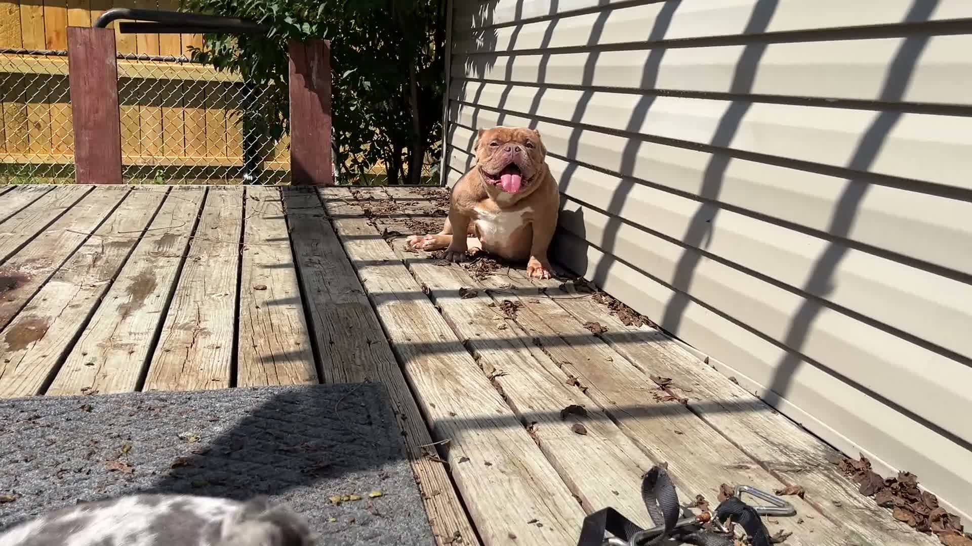 American Bully dogs for sale: Saweetie - Video 1