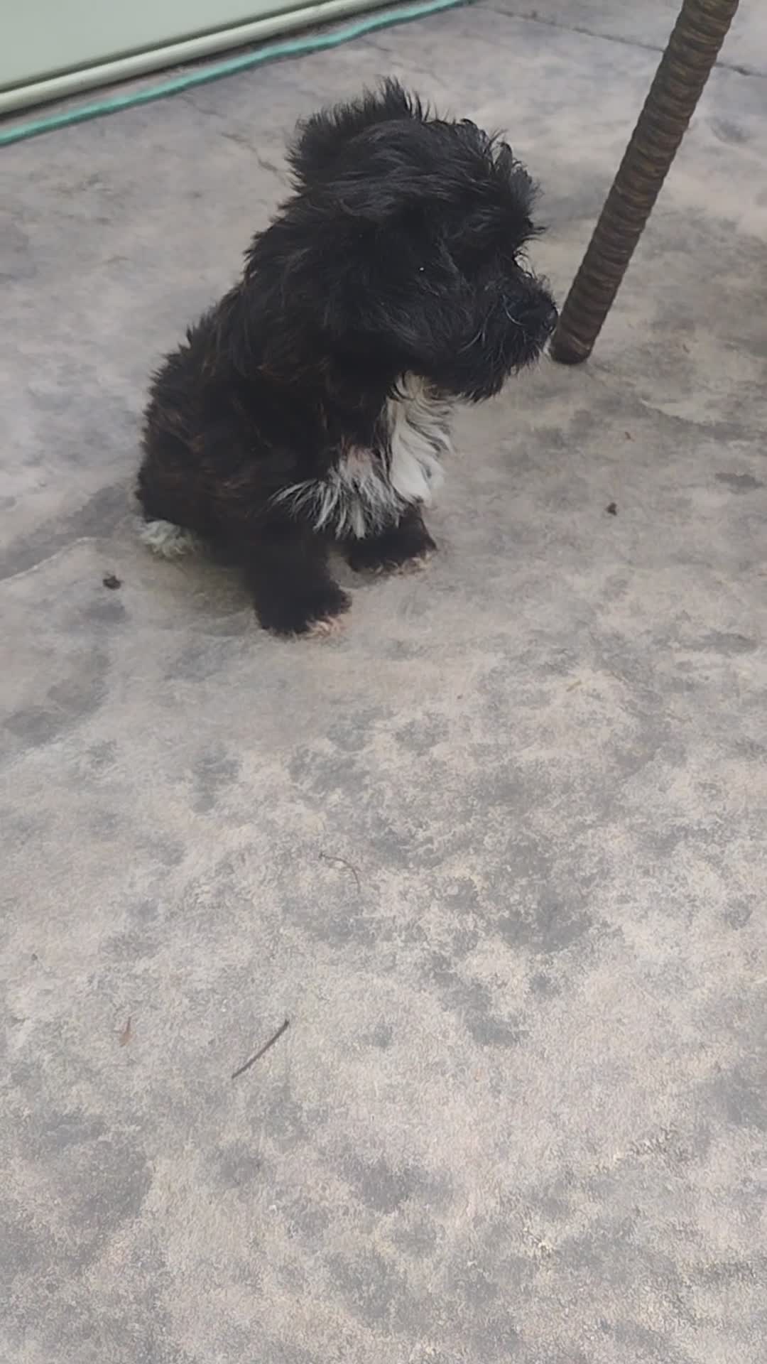 Yorkiepoo dogs for sale: Lily - Video 4