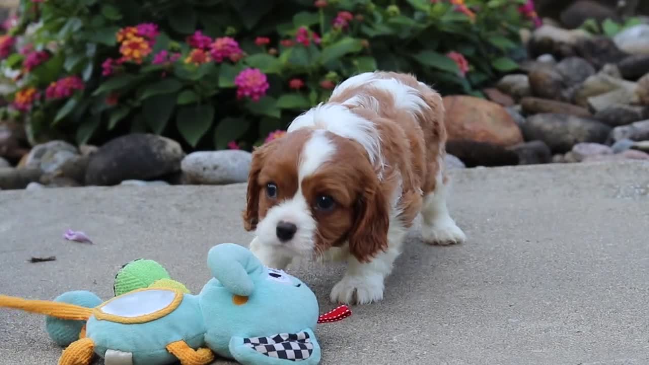 Cavalier King Charles Spaniel dogs for sale: Logan - Video 1