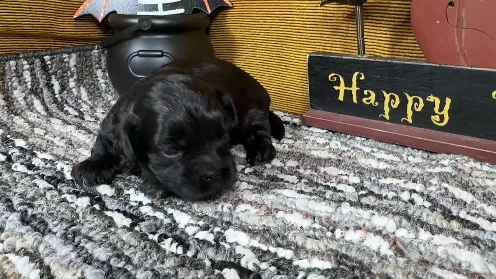 Pekapoo dogs for sale: Pekapoo 2 - Video 1