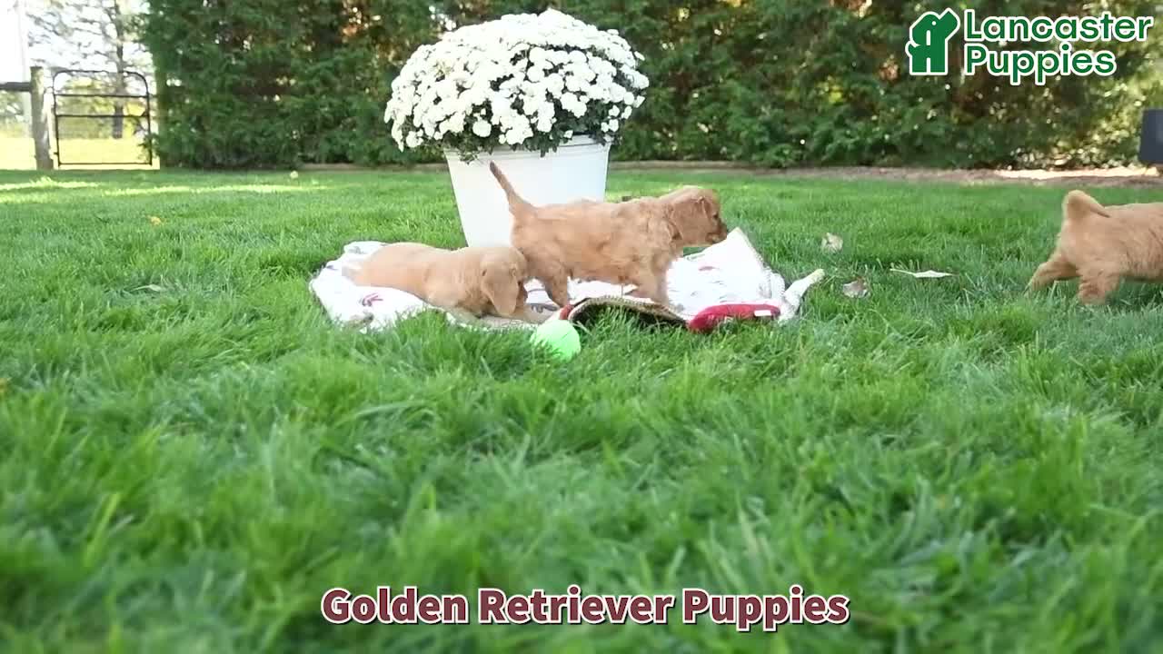 Golden Retriever dogs for sale: Lillie - Video 1