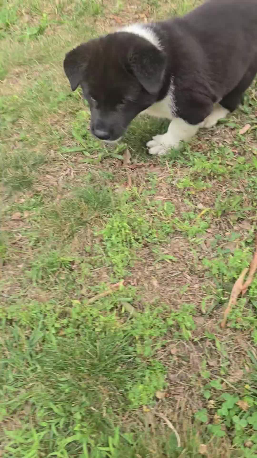 Akita dogs for sale: Bella  - Video 1