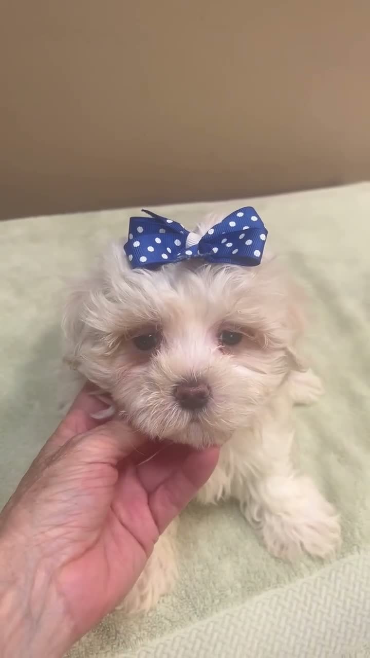 Maltese dogs for sale: Bogie - Video 1