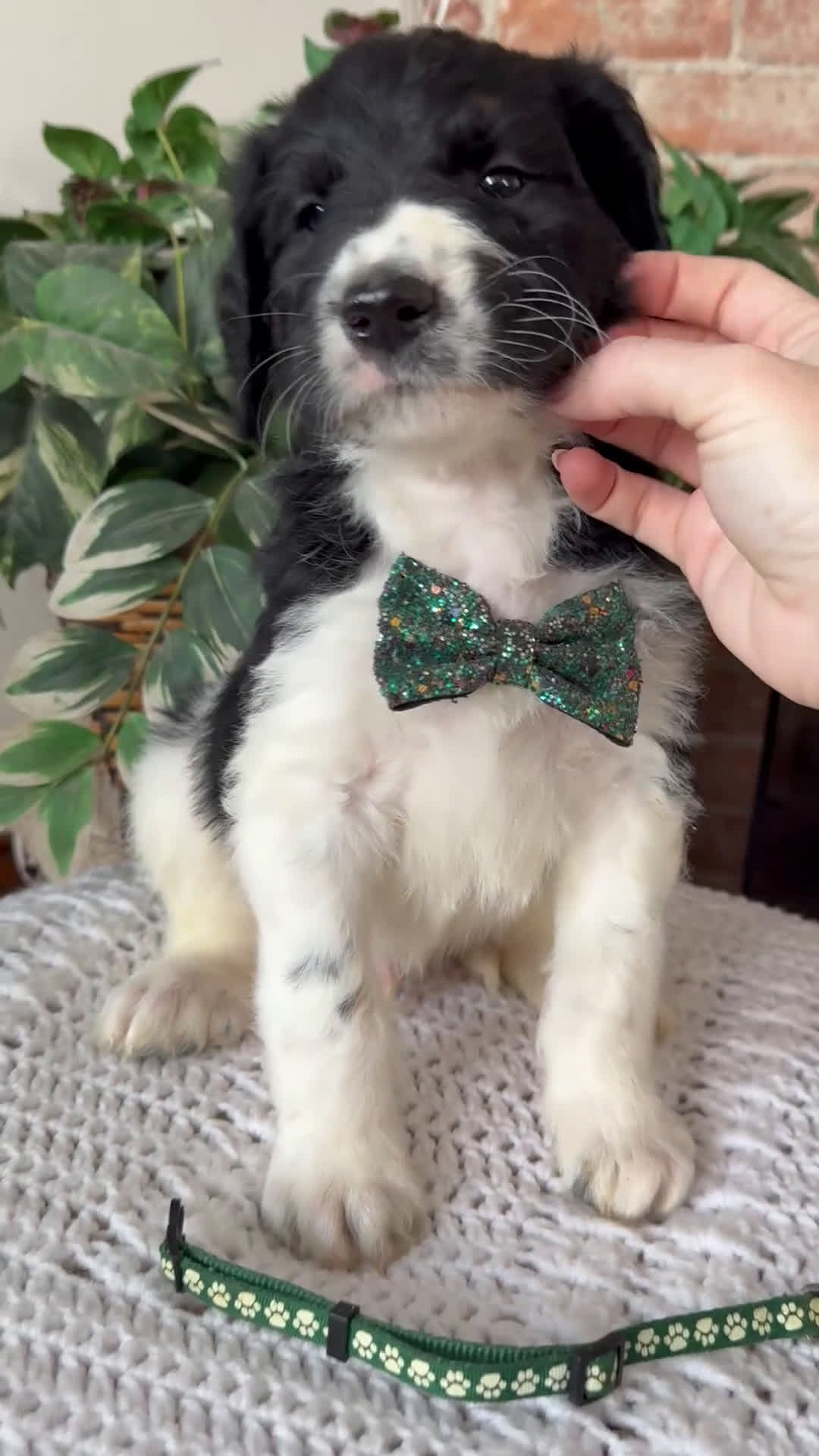 Saint Berdoodles dogs for sale: Blair - Video 8