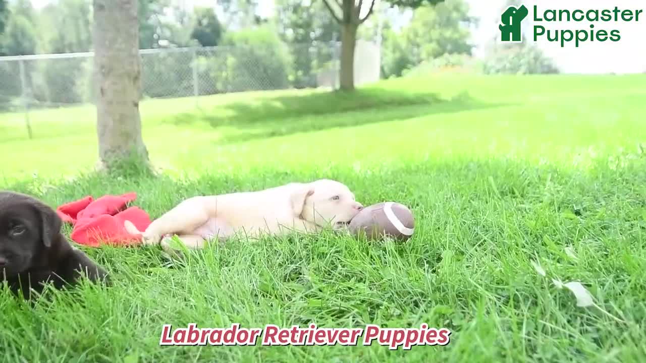 Labrador Retriever dogs for sale: Captain - Video 1