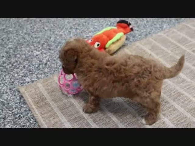 Mini Goldendoodle dogs for sale: Libby - Video 6