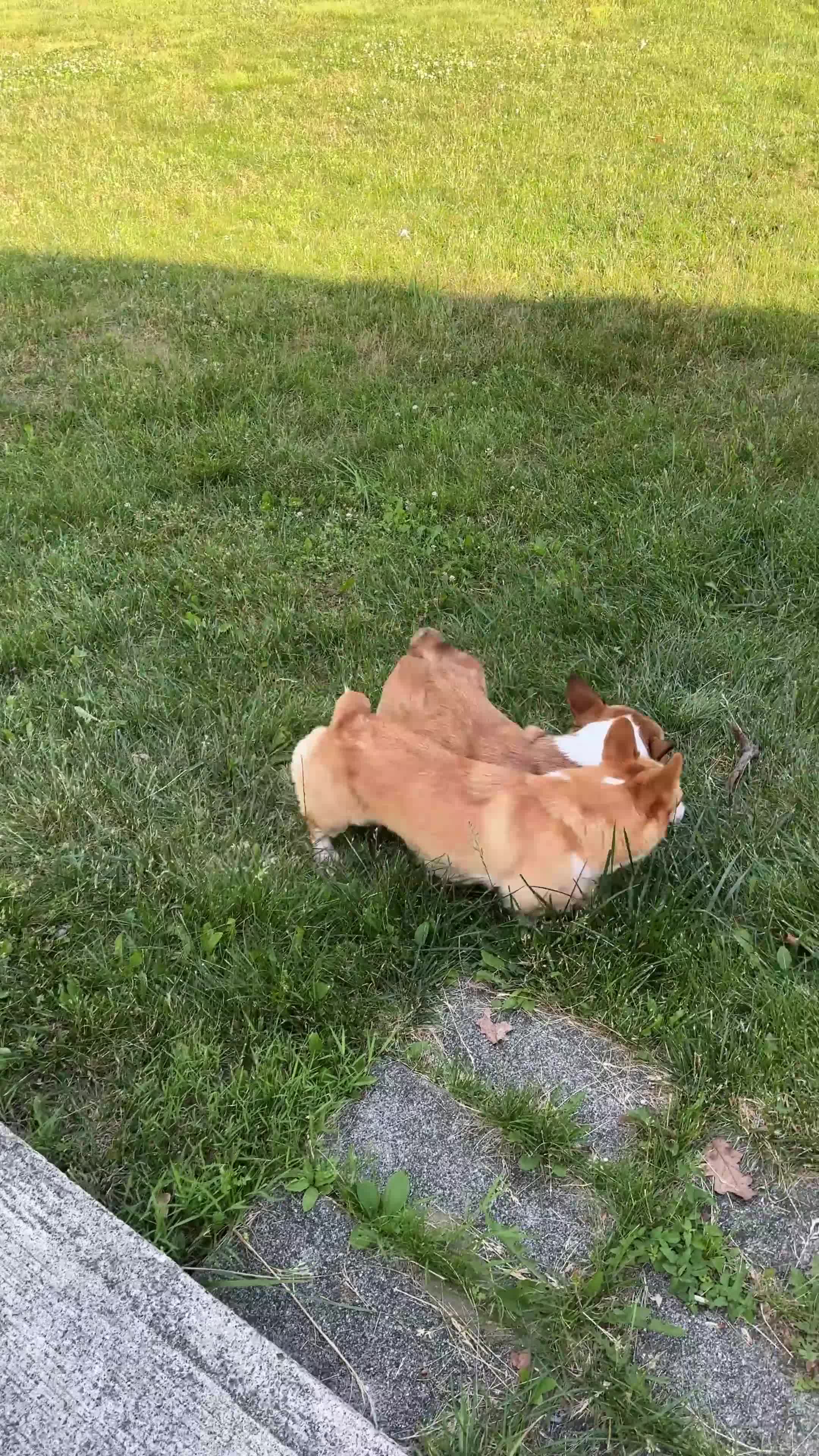 Welsh Corgi Pembroke dogs for sale: Map - Video 1
