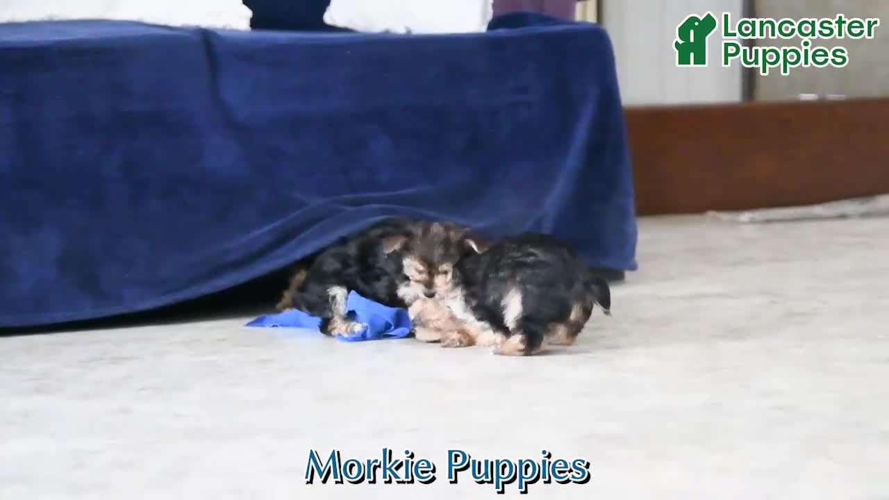 Morkie dogs for sale: Josephine - Video 1