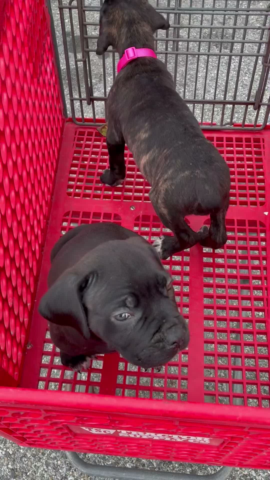 Cane Corso dogs for sale: Mystique  - Video 3
