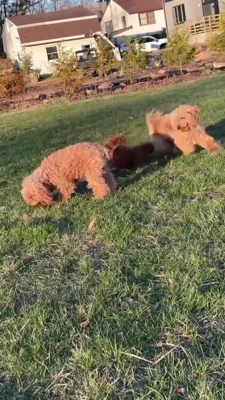 Miniature Poodle dogs for sale: Miniature Poodle Puppy 1 - Video 1