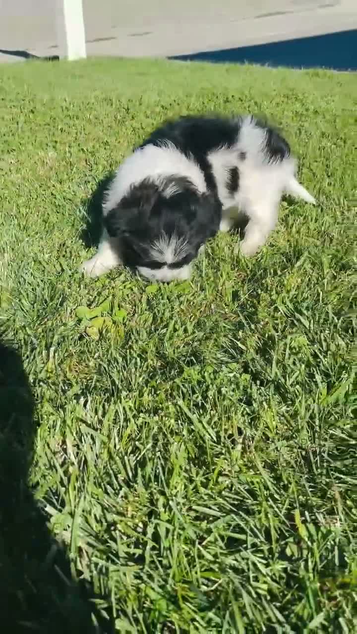 Mixed Breed dogs for sale: 🐶Teddy Bear Blue💙 - Video 5