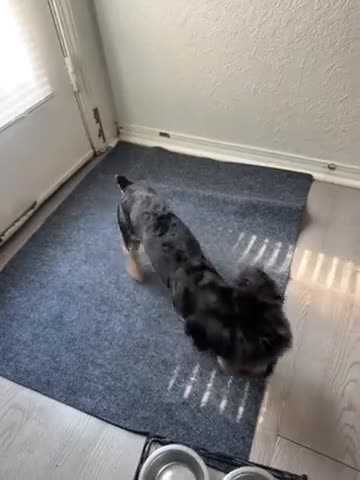 Morkie dogs for sale: Kash - Video 2