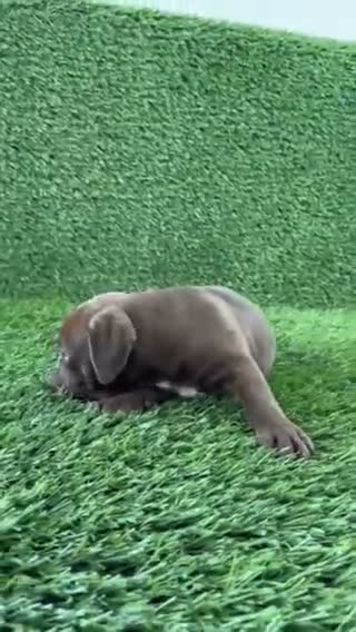 Olde English Bulldogge dogs for sale: Lucy - Video 5