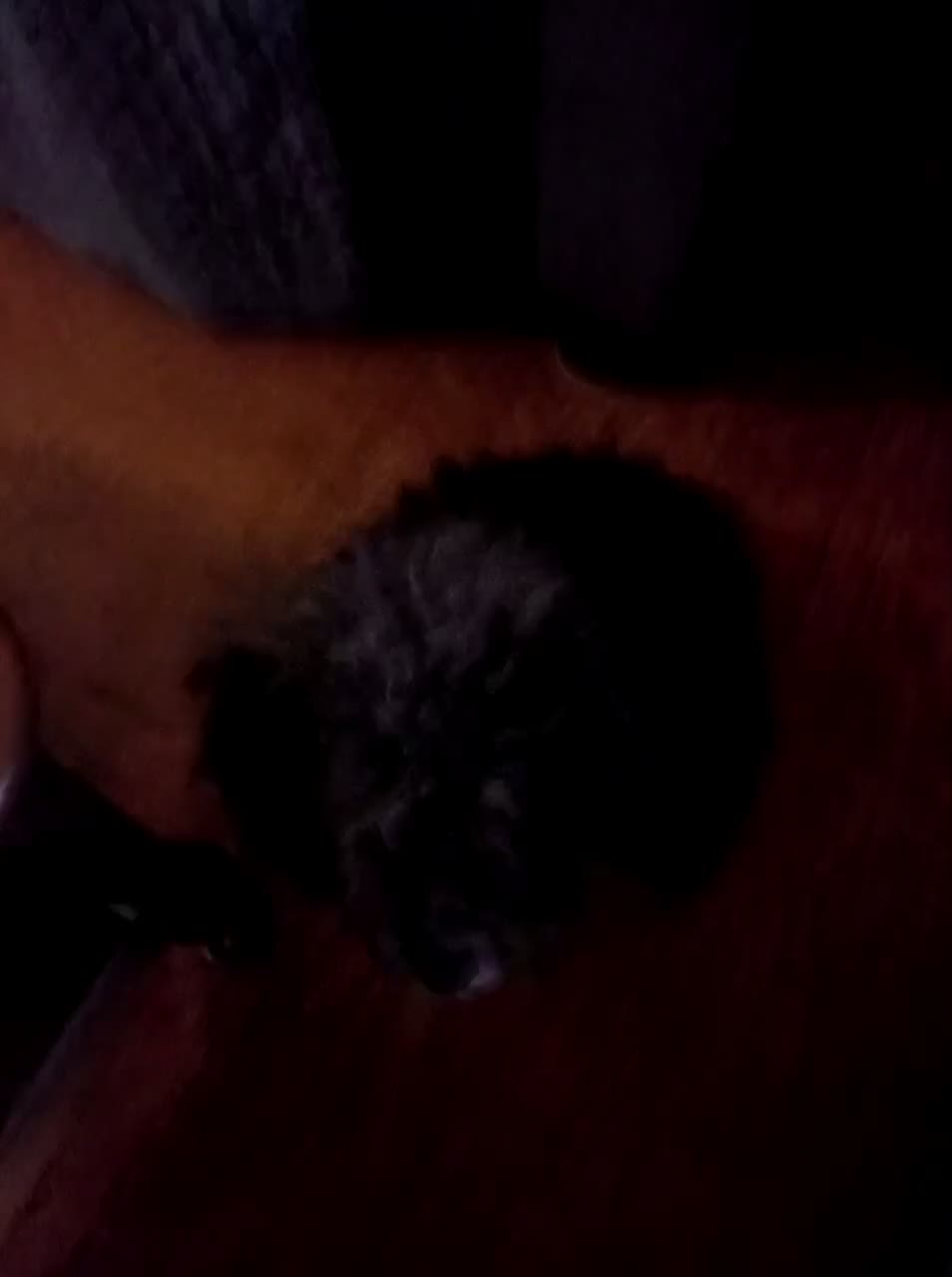 Toy Poodle dogs for sale: Toy Poodle 1 - Video 4