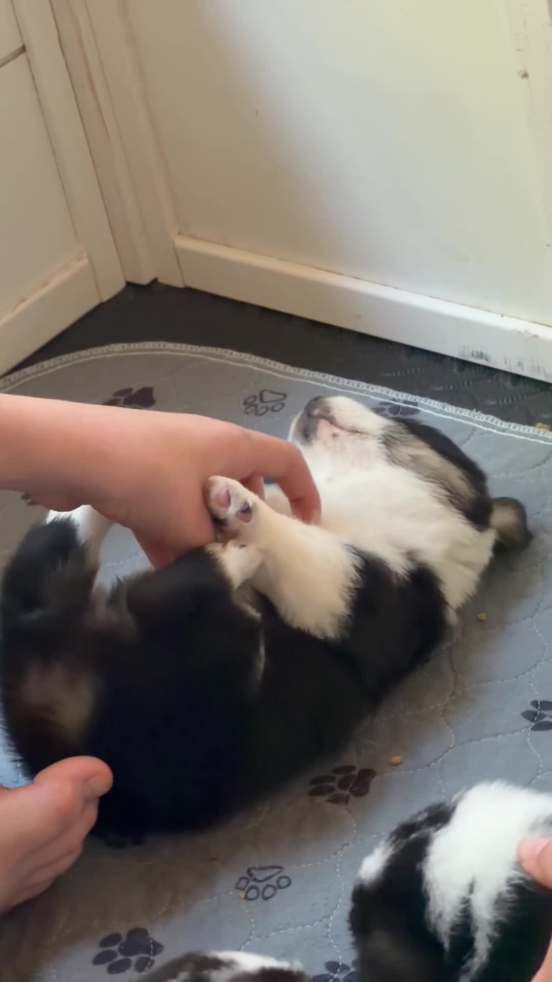 Welsh Corgi Pembroke dogs for sale: Welsh Corgi Pembroke Puppy 2 - Video 1