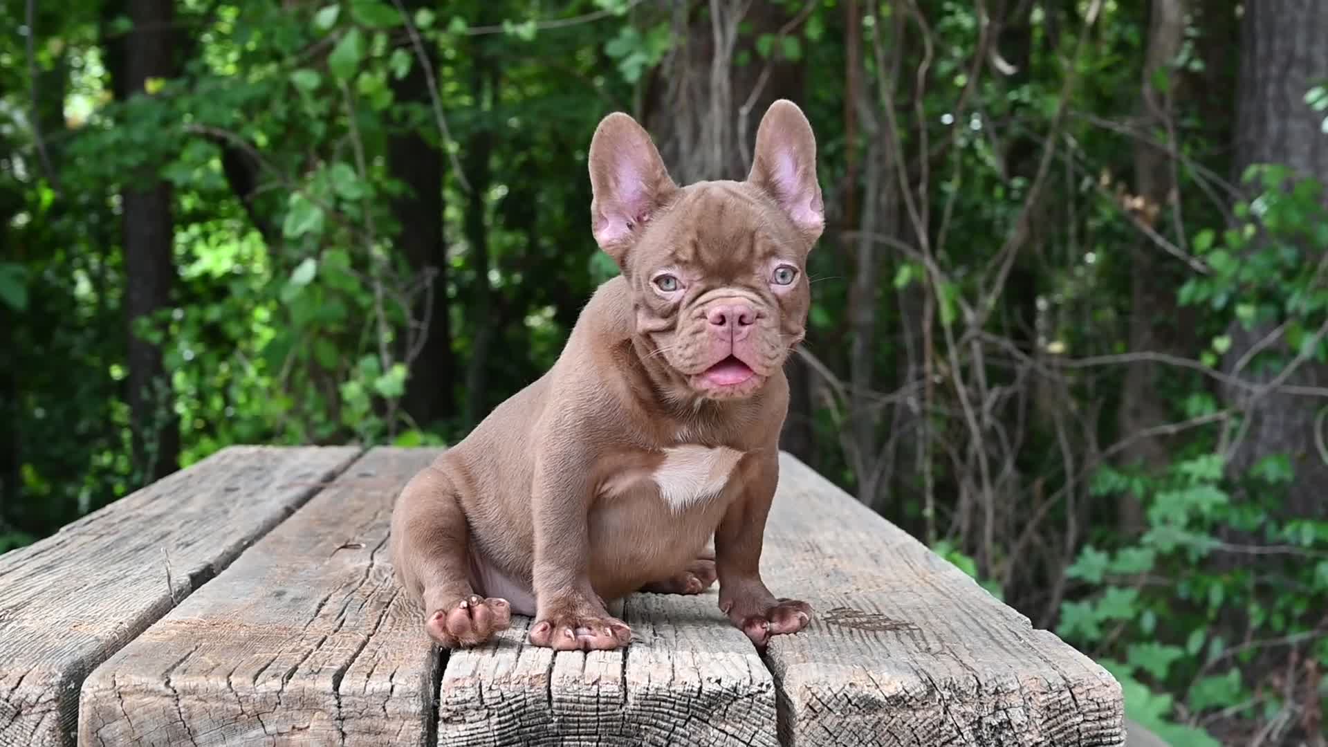 French Bulldog dogs for sale: Golden kid - Video 1