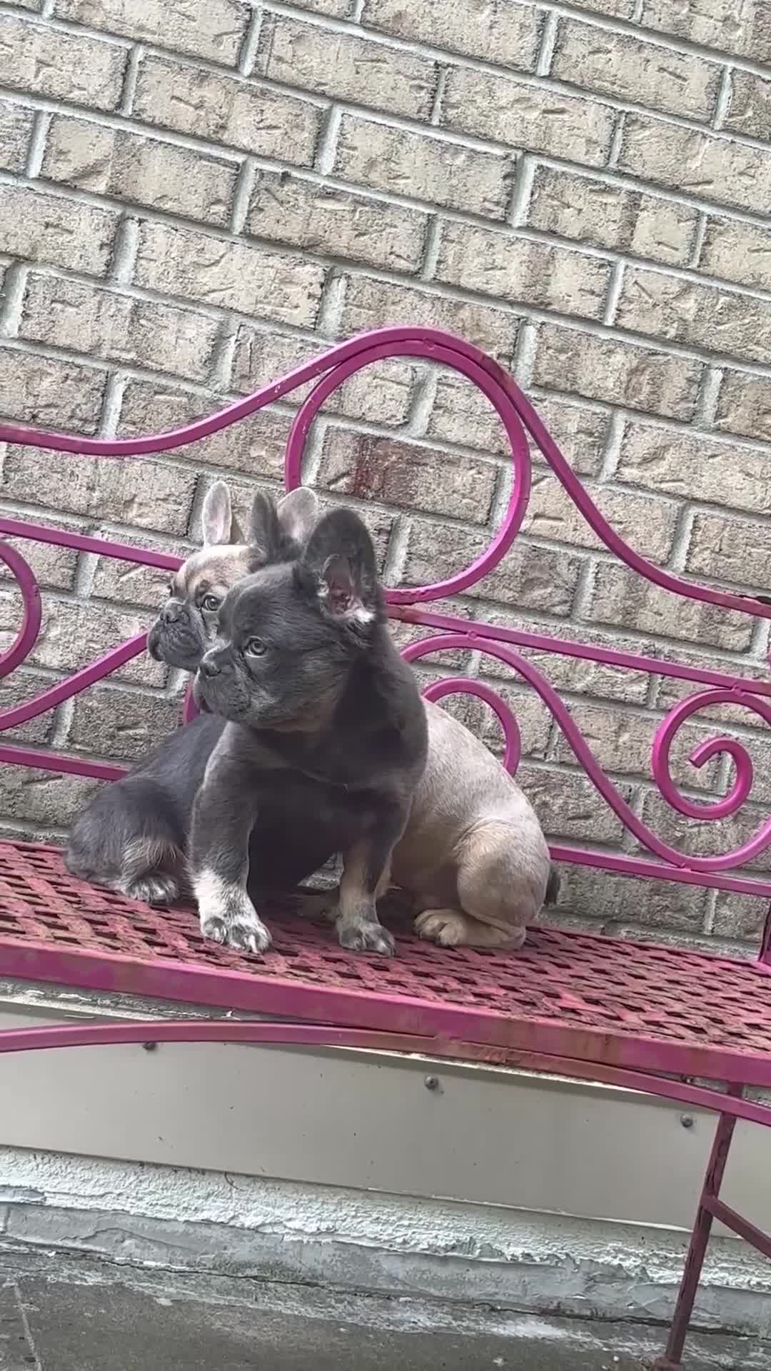 French Bulldog dogs for sale: French Bulldog 6 - Video 1